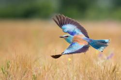 开云体育app-冰火交响曲，拉文独舞夜如何被步行者的锁链绞杀？