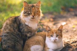 开云体育入口-浓眉末节觉醒化身关键先生！芝加哥公牛狂飙逆转掀翻东方堡垒