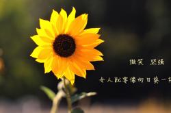 开云sport-一场荷兰内战中的别样智慧，奥亚尔萨瓦尔的教科书如何在黄色潜水艇上演