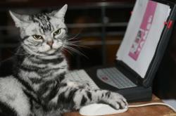 开云体育平台APP-挪威尖刀刺穿尤文防线，伊萨克全场最佳毫无争议