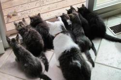 开云sport-郁金香风暴席卷欧冠，荷兰式足球提前为半决赛画上奥地利式休止符