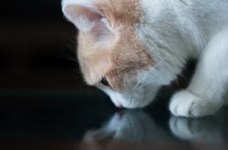 开云体育app-一剑封喉的暗影刺客，阿尔瓦雷斯与那个决定王冠归属的瞬间