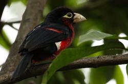 开云体育平台APP-老司机进站换胎，CBA铁血换防，跨界竞技场上的唯一性对决