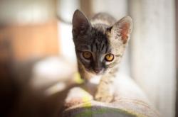 开云体育-沉默刺客的审判夜，英格拉姆49分冰封火箭，步行者崛起新王当立