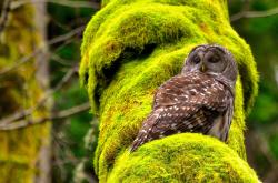 开云sport-双星归位，沉船难浮，哈利伯顿的无争议最佳与凯尔特人的决胜窒息