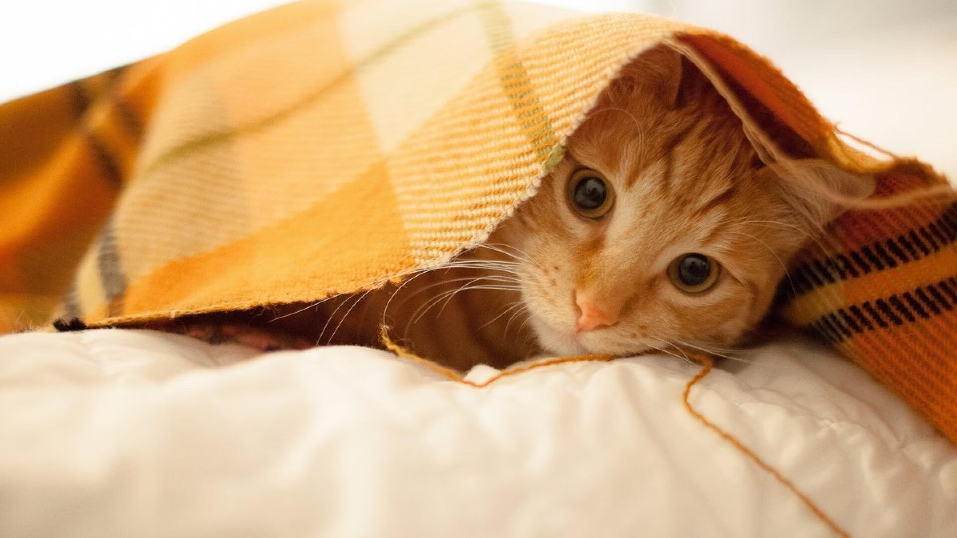 棋盘上的神，西西帕斯在蒙特卡洛泥地上演法网预演的绝对统治