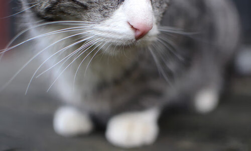 温网碾压戴维斯杯，蒂姆关键制胜背后的网球叙事