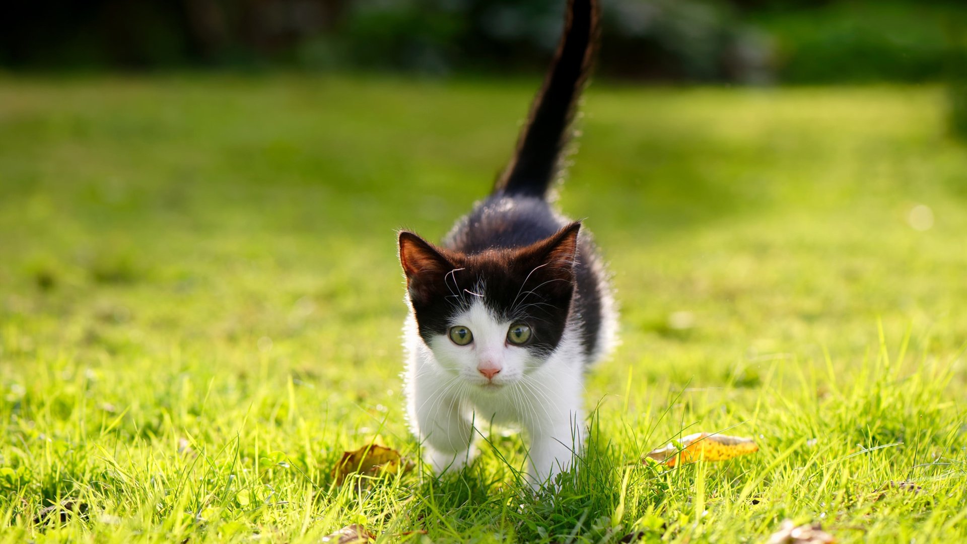 维斯塔潘神级演出点燃赛场,迈凯伦绝境逆转哈斯车队