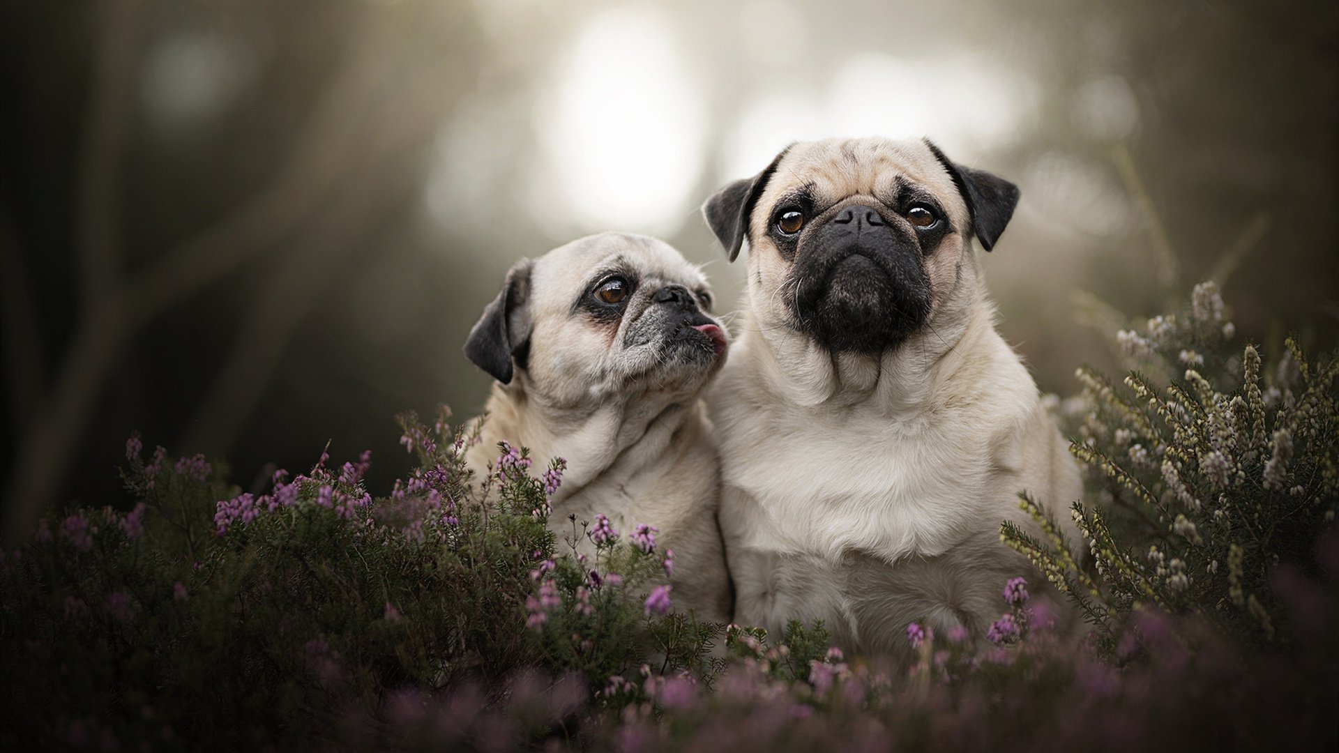 平行时空的绿茵对话,当拉齐奥对阵摩洛哥,哈弗茨导演虚构高光