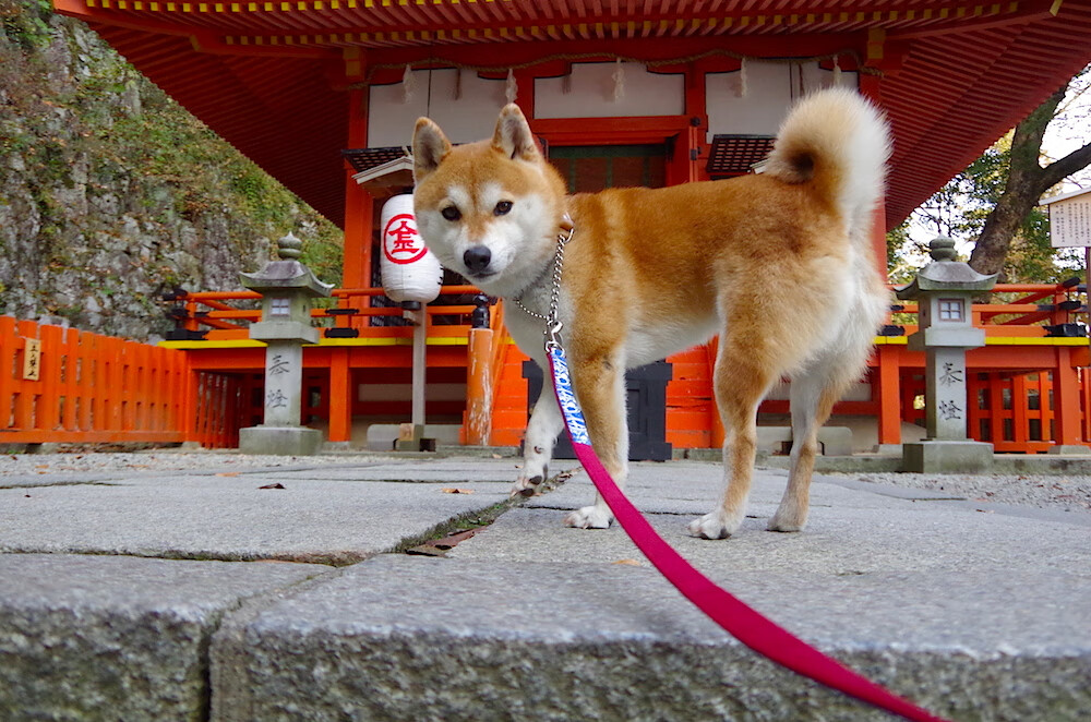 武切维奇化身高原狙击手!读秒绝杀广东,冰冷一投撕裂红山体育馆