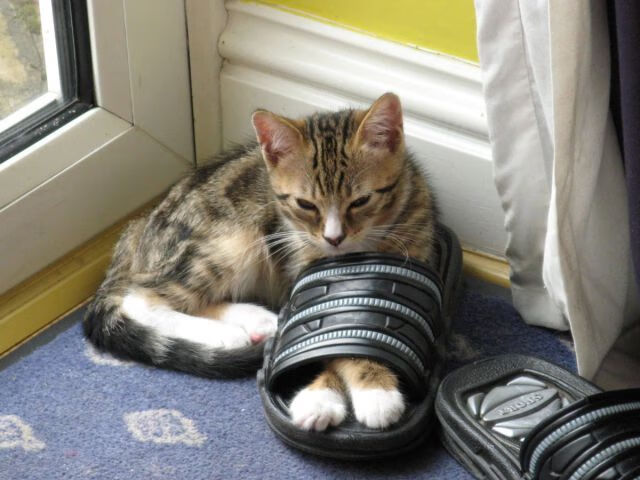 发条橙的节奏绞杀,当布伦森成为节拍器,独行侠让深圳队迷失在自己的时区