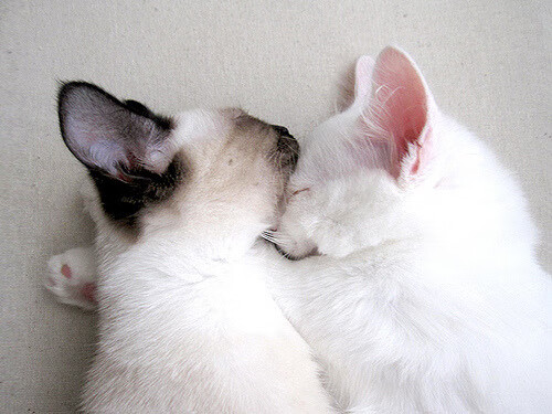 凯恩的终末回响，当神射手在奥斯陆雪夜校准命运准星