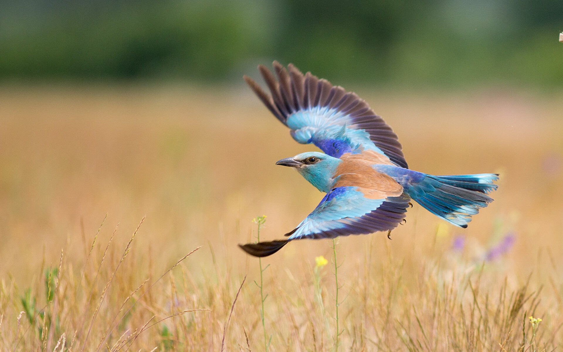 冰火交响曲,拉文独舞夜如何被步行者的锁链绞杀?