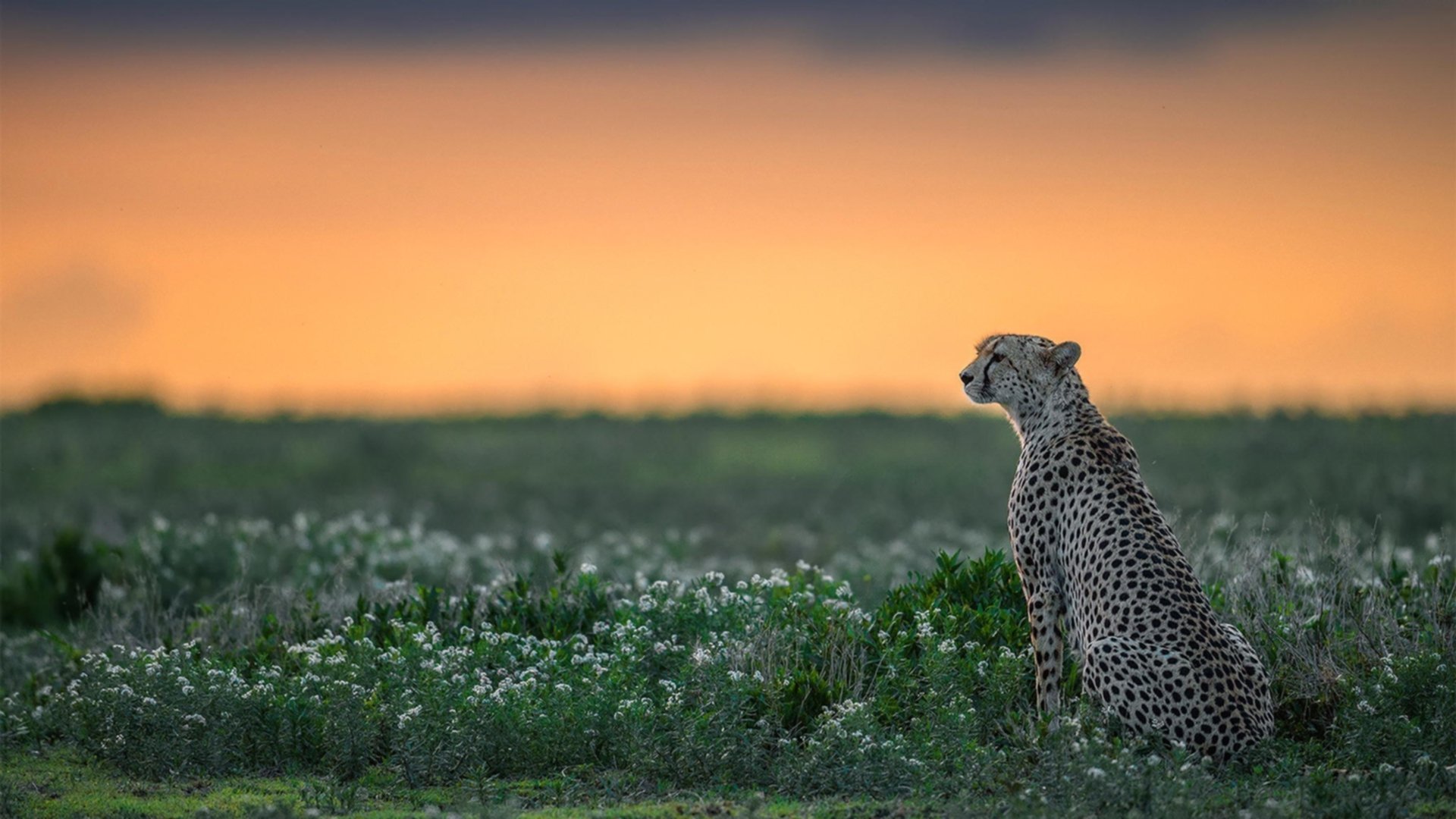 黄金雨与天山雪，当东契奇的火热照亮新疆速胜之夜