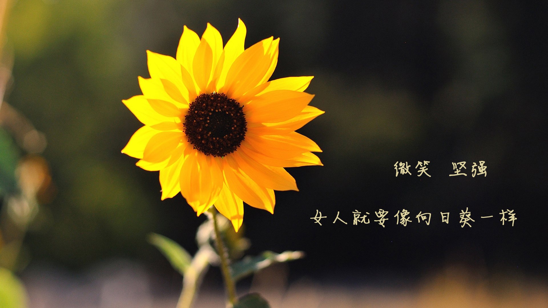 一场荷兰内战中的别样智慧，奥亚尔萨瓦尔的教科书如何在黄色潜水艇上演