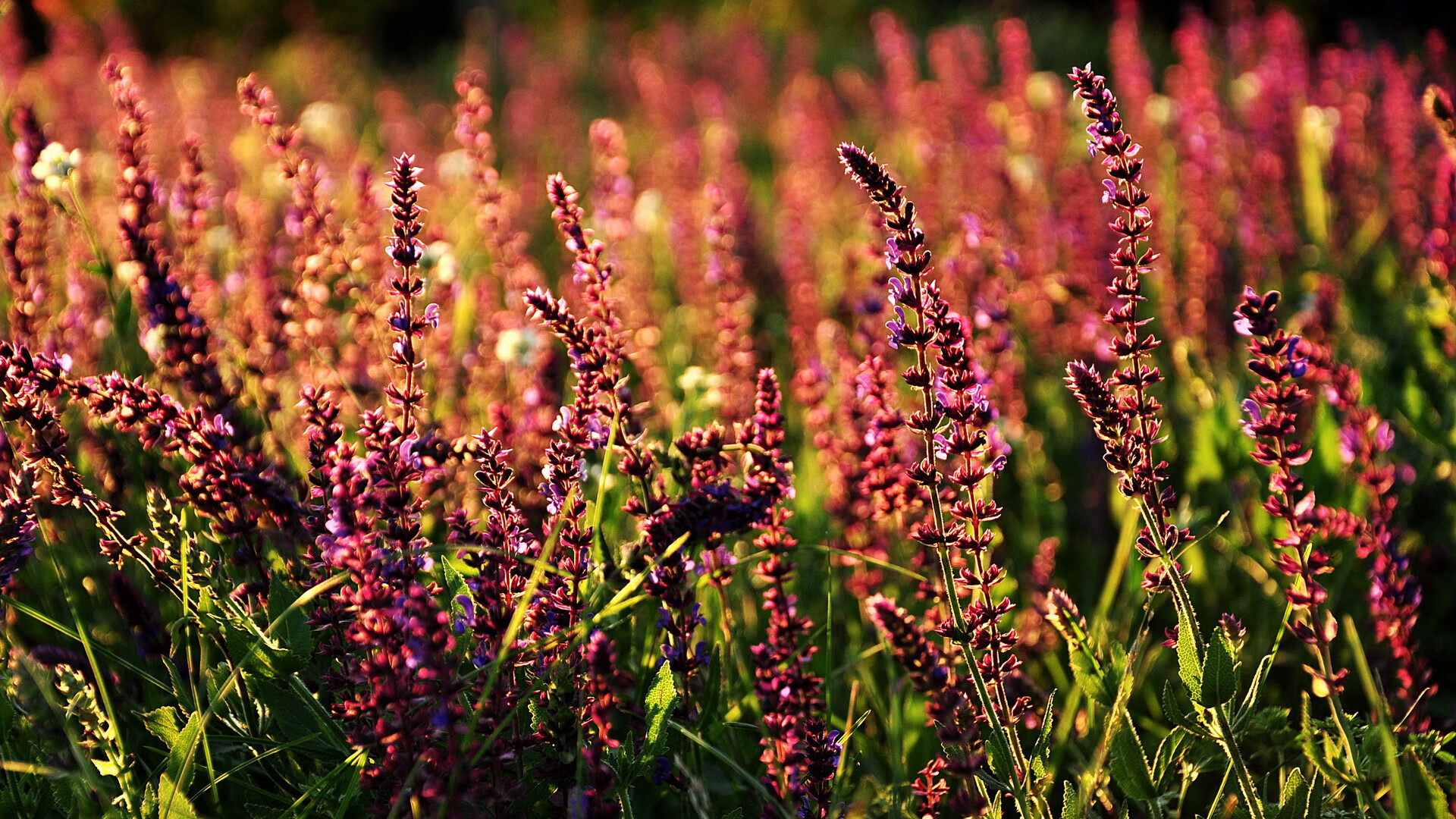 北境狂想曲与安联交响诗,足球双重奏中的唯一性解构