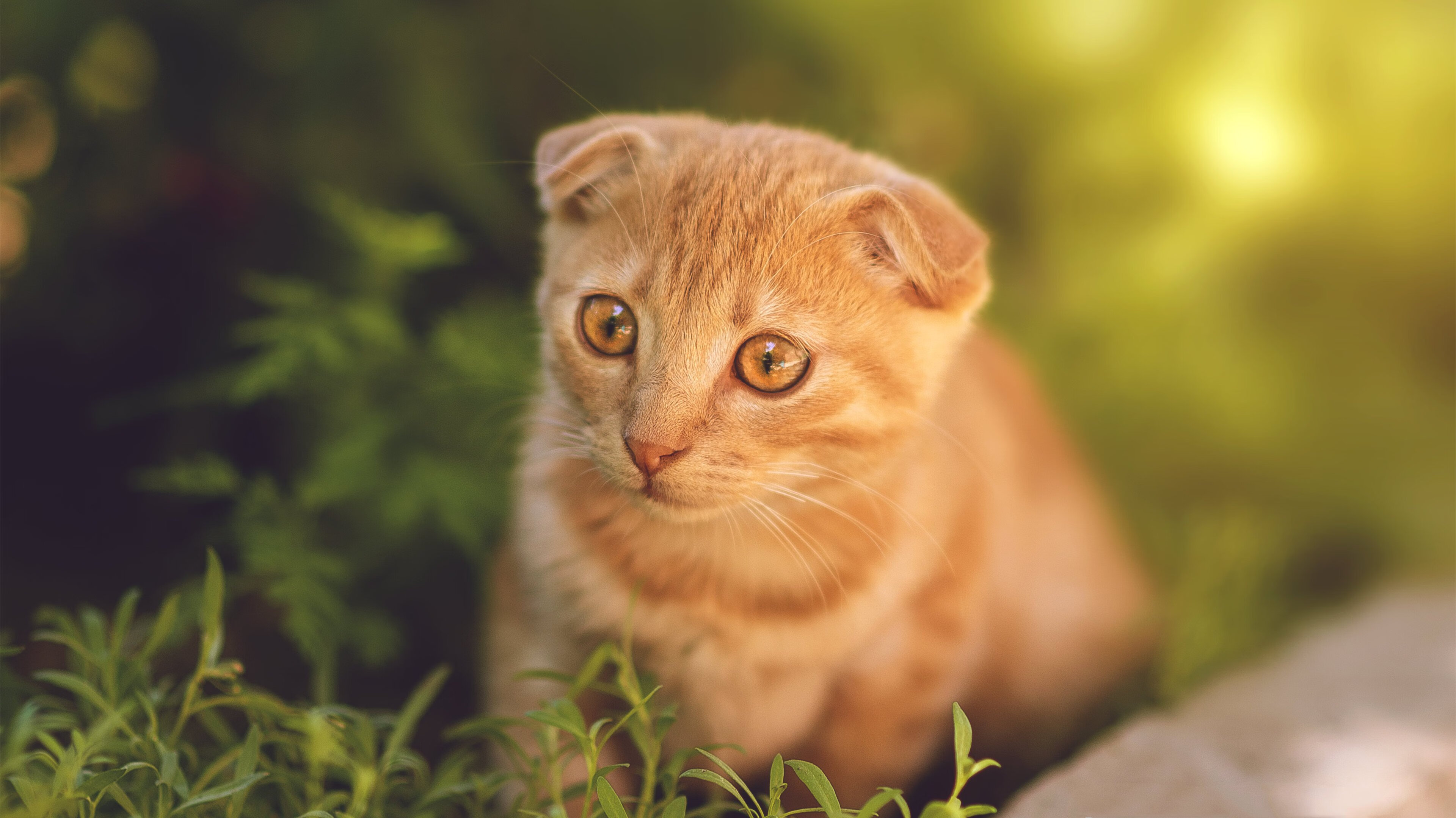 尼克斯新王加冕之夜,杰伦·格林燃尽质疑的火焰