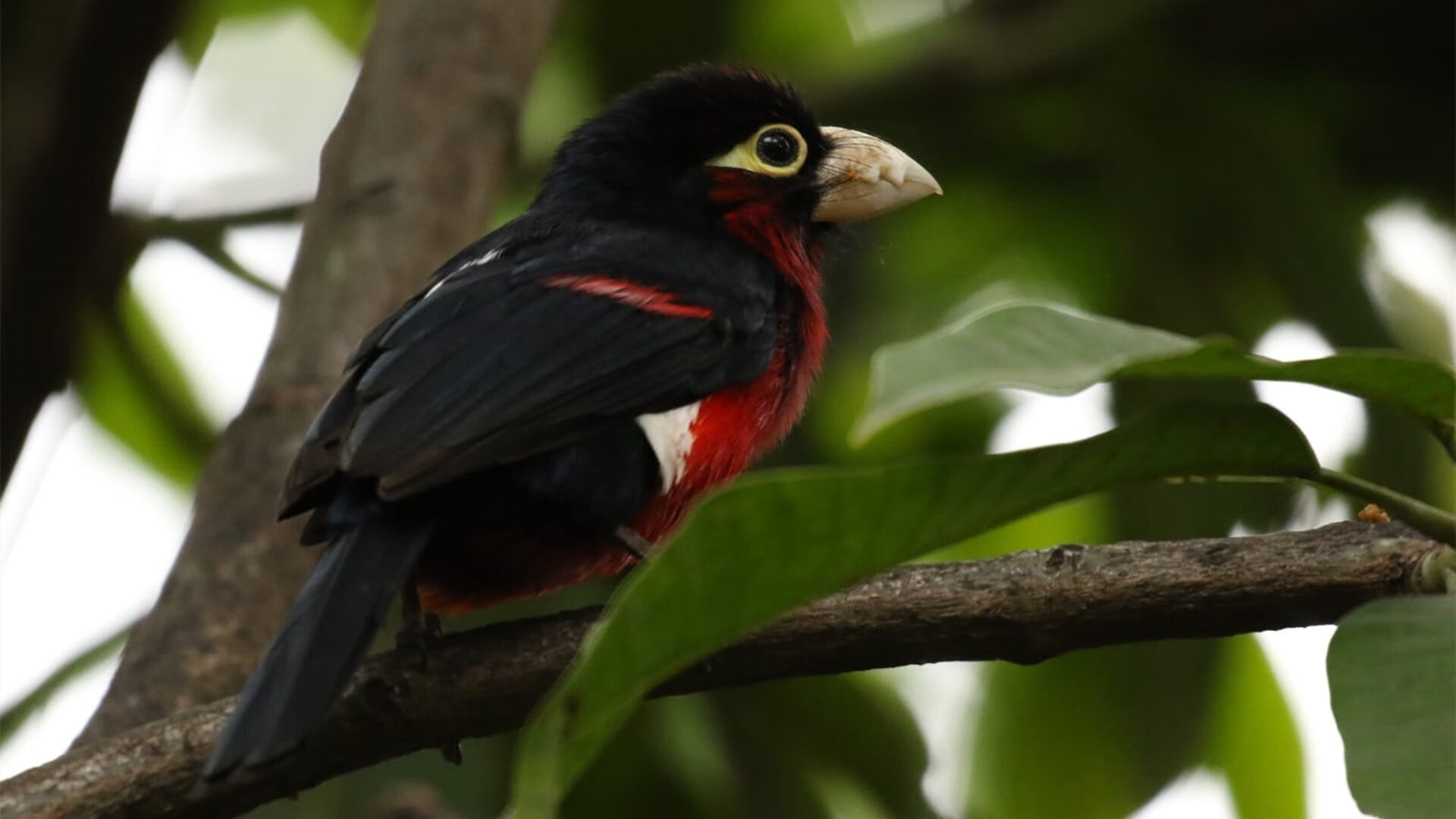 老司机进站换胎,CBA铁血换防,跨界竞技场上的唯一性对决