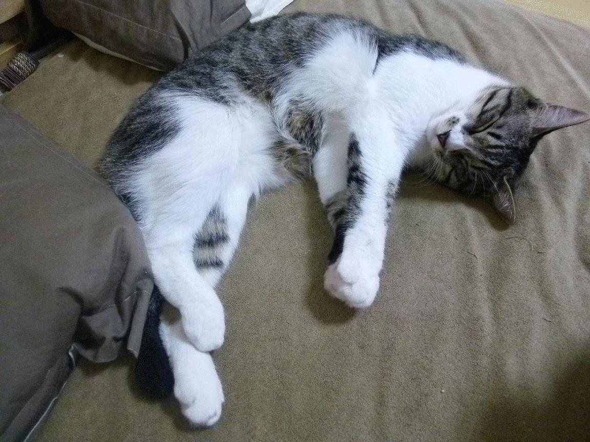 范乔丹弑旧主！0.8秒窒息绝杀，公牛险胜快船关键先生诞生