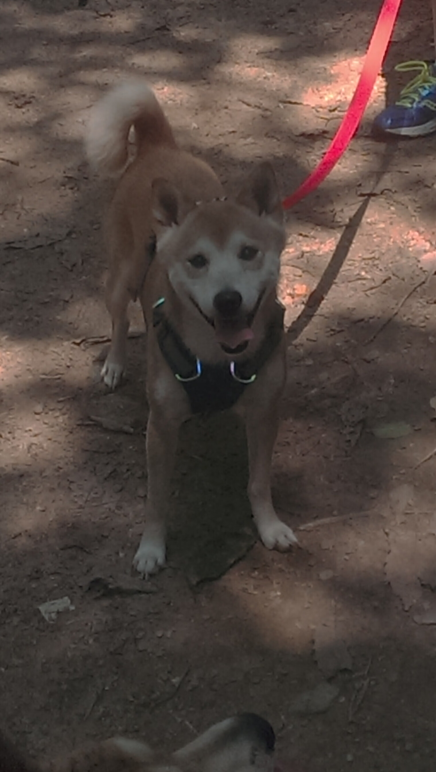 密尔沃基的钢骨,字母哥缺阵夜,雄鹿用旧时代篮球撕碎步行者