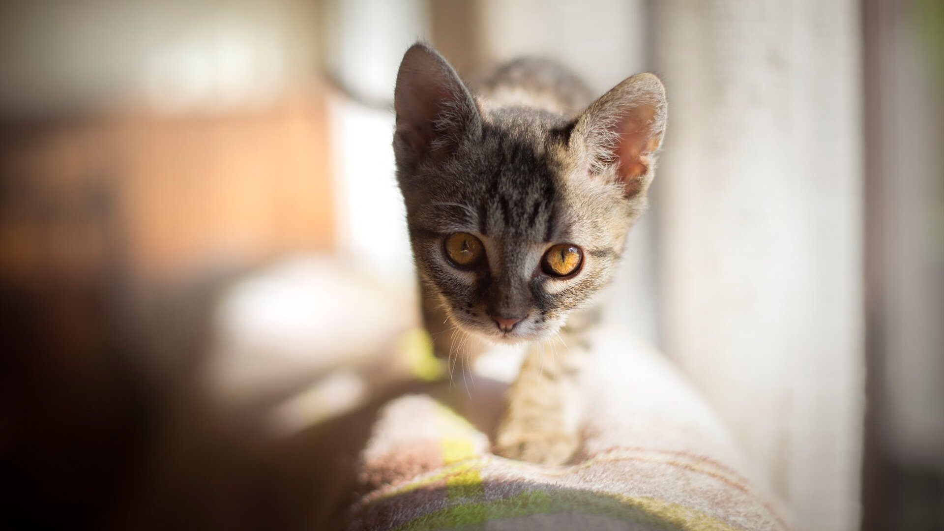 沉默刺客的审判夜,英格拉姆49分冰封火箭,步行者崛起新王当立