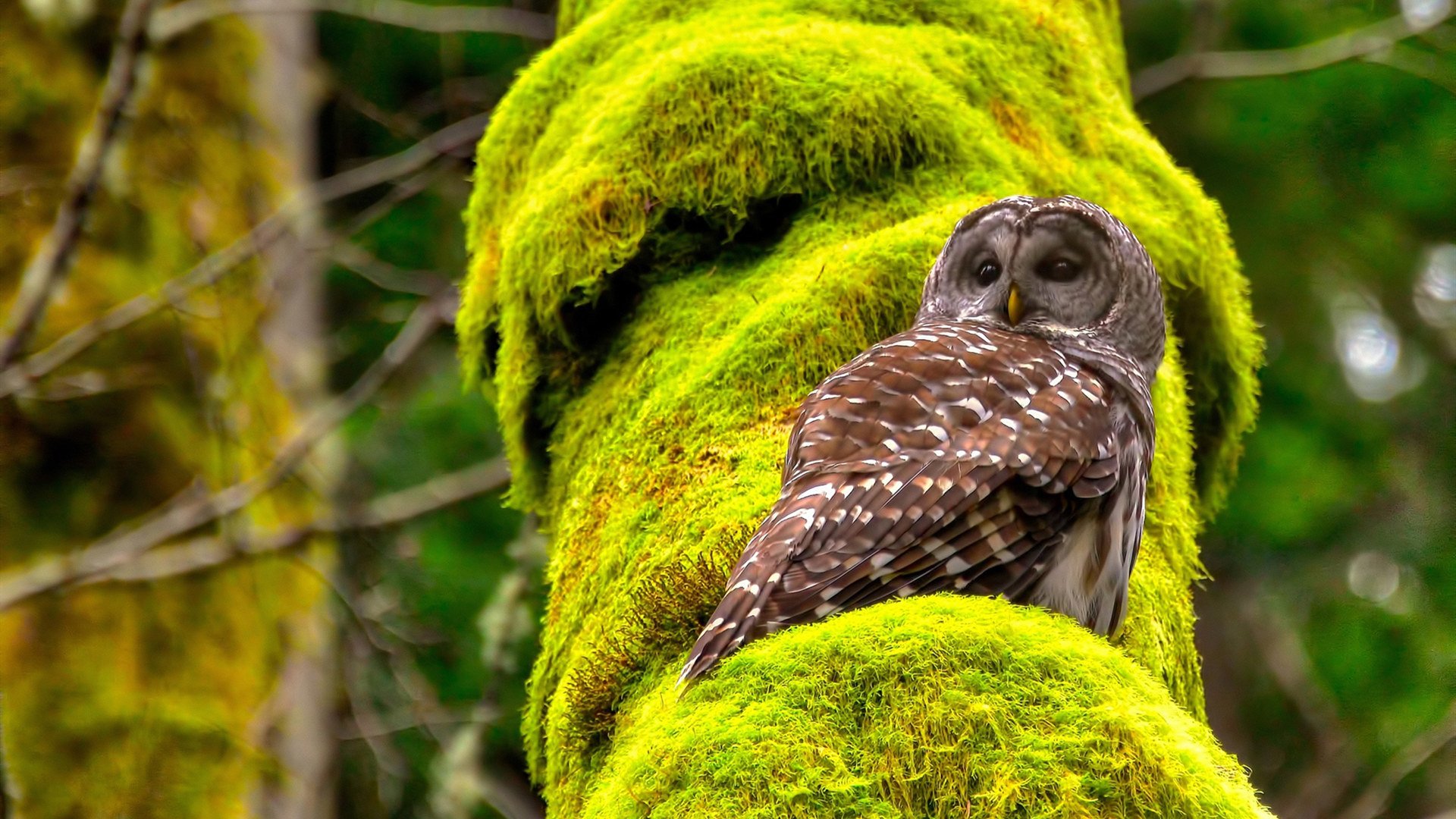 双星归位，沉船难浮，哈利伯顿的无争议最佳与凯尔特人的决胜窒息